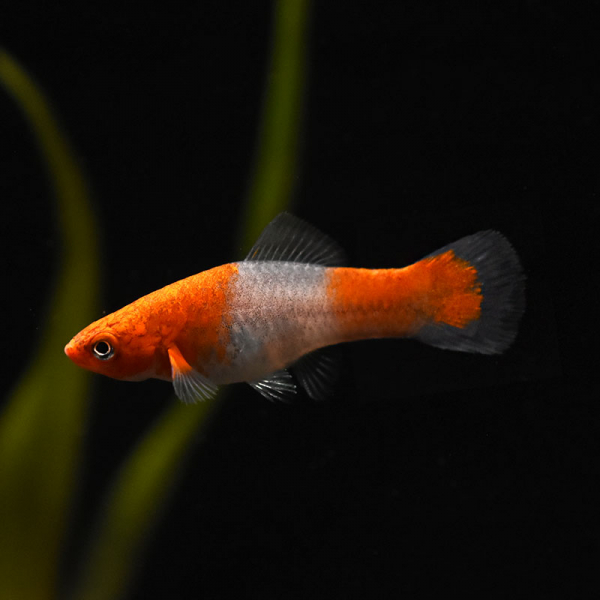 Schwertträger Koi Kohaku, Xiphophorus helleri